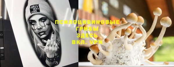 прущие грибы Саяногорск